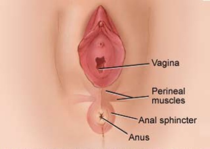 Cervix Pictures